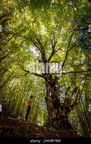 Parlando con un albero. Una giovane donna si erge di fronte ad un antico faggio, guardandolo in una sorta di dialogo silenzioso e misterioso con il vecchio albero. Foto Stock