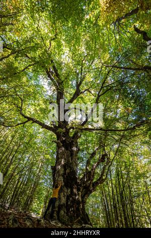 Sentire l'energia della natura in un legno di faggio. Una giovane donna tocca con entrambe le mani la corteccia di un antico faggeto che allunga il suo corpo fino a Foto Stock