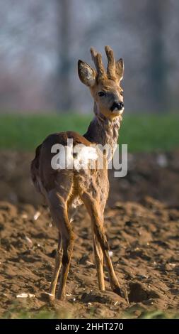 Chevreuil dans la plaine Picarde Foto Stock