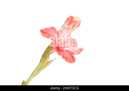 bellissimo gladiolo rosa brillante fiore isolato su bianco Foto Stock