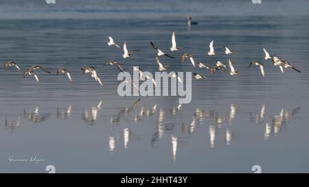 oiseaux , Cheval Henson, bestiame delle Highland, Saint Firmin les Crotoy, Aigrette garzette, Grande aigrette, Spatule, Cygne Foto Stock