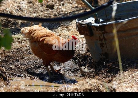 Pollo con pettine rosso da un contenitore grande in un campo di fieno Foto Stock