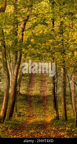 Forêt et petit bois en baie de Somme Foto Stock