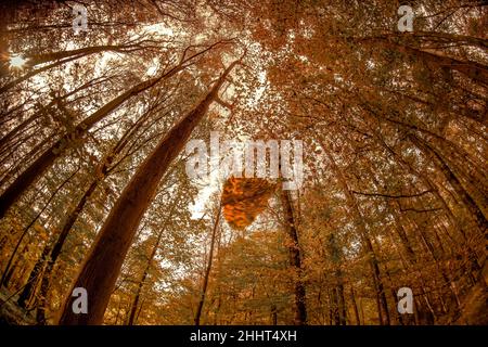 Forêt et petit bois en baie de Somme Foto Stock