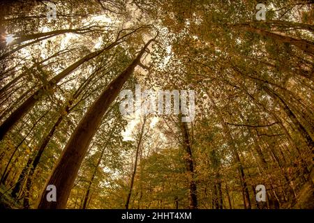 Forêt et petit bois en baie de Somme Foto Stock