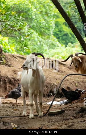 Capra bianca in piedi nei pressi di polli nel Parco Naturale Tayrona, Colombia Foto Stock