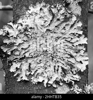 Lichen Parmelia sulcata su corteccia d'albero, macro ad alta definizione Foto Stock