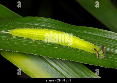 Serata comune Brown Butterfly caterpillar, Melanitis leda. Questo caterpillar si nutre di erbe. Coffs Harbour, New South Wales, Australia Foto Stock