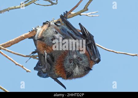 Volpi volanti a testa grigia, Pteropus poliocephalus. C'è un bambino che si posa sul pancino della madre. Questi pipistrelli sono endemici per l'Australia orientale Foto Stock