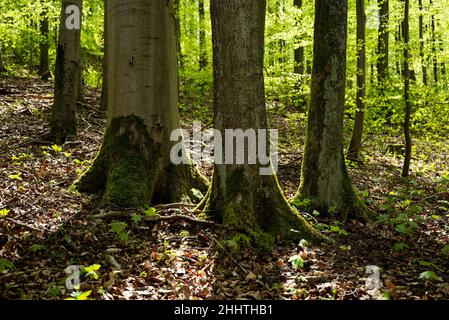 Alberi con fogliame verde fresco in una foresta di faggi in primavera, vicino a Polle, Weserbergland, bassa Sassonia, Germania Foto Stock