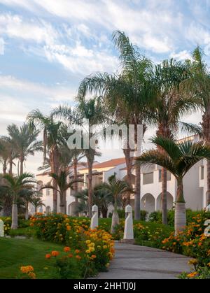 vialetto in hotel con splendidi alberi per turisti Foto Stock