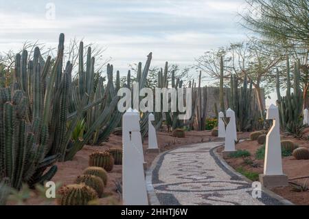 vialetto in hotel con splendidi alberi per turisti Foto Stock