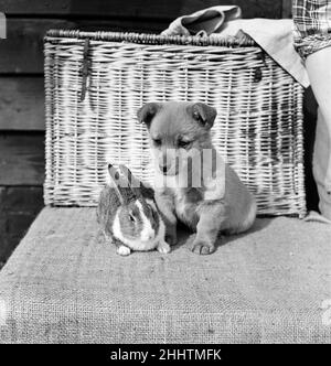 Animali a Homefield Kennels a Widford, Chelmsford, Essex. Anche se assomiglia esattamente ad un cucciolo di volpe, Mike, un cucciolo di Corgi di quattro settimane, è abbastanza amichevole con il giovane coniglio. Mike lecca il coniglio dappertutto e quando è freddo si accoccolano insieme. 22nd aprile 1954. Foto Stock