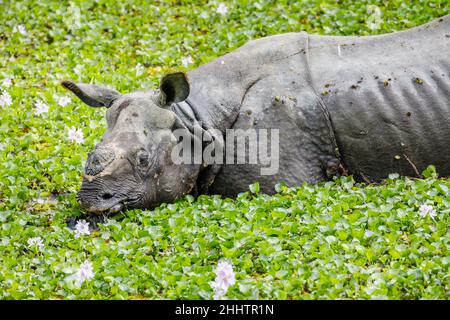 Un rinoceronte indiano (Rhinoceros unicornis) si allena in acqua con giacinti d'acqua nel Parco Nazionale di Kaziranga, Assam, India nord-orientale Foto Stock