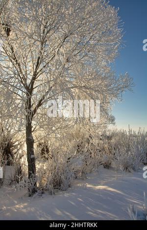 Un colpo verticale di alberi senza frondoli completamente coperti di neve di giorno. Foto Stock