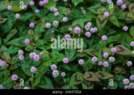 Primo piano di un gruppo di pericaria rosa annodata o rosa (Persicaria capitata), adatto come sfondo naturale, Madeira, Portogallo Foto Stock