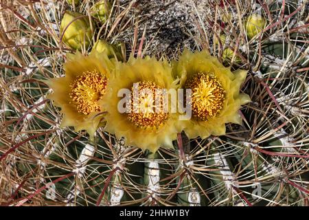 Grande cactus rotondo con fiori gialli vibranti in fiore in primavera nel deserto della California meridionale, Anza Borrego Foto Stock