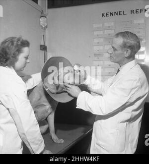 PDSA Hospital Ilford 19th marzo 1954A Assistente veterinario e veterinario tratta uno dei pazienti presso il dispensario del popolo per gli animali malati Hospital, a llford (Essex). Foto Stock