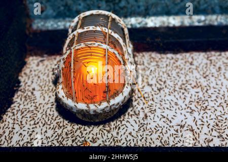 Un sacco di zanzare intorno alla lampada . Attrezzatura di illuminazione con insetti Foto Stock