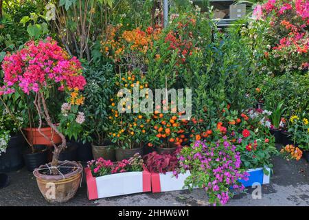 Abbondanza di fiori ornamentali verdi e piante in pentole per la vendita al mercato aperto di casalinghi e giardinaggio. Foto Stock