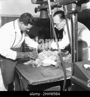 PDSA Hospital Ilford 19th marzo 1954A Assistente veterinario e veterinario radiografia un cane con una gamba rotta al dispensario del popolo per gli animali malati Hospital, a llford (Essex). Foto Stock