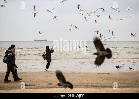 Swinoujscie, Polonia. 17th Nov 2021. La gente ha visto camminare sulla spiaggia circondata da numerosi gabbiani Un faro bianco a forma di mulino a vento è un simbolo di Swinoujscie ed è una parte del logo ufficiale della città. Il Porto di Swinoujscie è un porto marittimo polacco sul Mar Baltico. Insieme al porto di Szczecin, crea uno dei più grandi complessi portuali del Mar Baltico. (Foto di Karol Serewis/SOPA Images/Sipa USA) Credit: Sipa USA/Alamy Live News Foto Stock