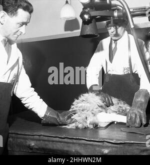 PDSA Hospital Ilford 19th marzo 1954A Assistente veterinario e veterinario radiografia un cane con una gamba rotta al dispensario del popolo per gli animali malati Hospital, a llford (Essex). Foto Stock