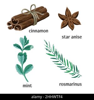 Estrazione vettoriale di spezie ed erbe, cannella, anice stellato, rosmarino e menta, isolato su sfondo bianco. Illustrazione Vettoriale