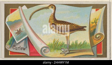 Curlew, della serie Game Birds (N13) per Allen & Ginter Cigarettes Brands 1889 rilasciato da Allen & Ginter American Trade cards della serie 'Game Birds' (N13), rilasciato nel 1889 in un set di 50 carte per promuovere sigarette a marchio Allen & Ginter. Curlew, della serie Game Birds (N13) per Allen & Ginter Cigarettes Brands 407935 Foto Stock