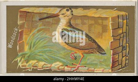 Woodcock, dalla serie Game Birds (N13) per Allen & Ginter Cigarettes Brands 1889 rilasciato da Allen & Ginter American Trade cards dalla serie 'Game Birds' (N13), rilasciato nel 1889 in un set di 50 carte per promuovere sigarette Allen & Ginter marca. Woodcock, della serie Game Birds (N13) per Allen & Ginter Cigarettes Brands 407982 Foto Stock