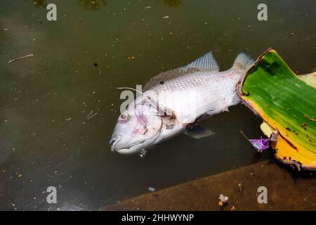 pesci morti che galleggiano nel laghetto Foto Stock