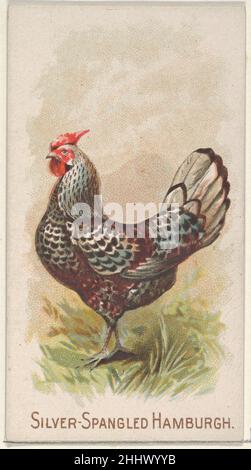 Silver-Spangled Hamburgh, dalla serie Prize and Game Chickens (N20) per Allen & Ginter Cigarettes 1891 Allen & Ginter American Trade cards dalla serie 'Prize and Game Chickens' (N20), pubblicata nel 1891 in un set di 50 carte per promuovere le sigarette a marchio Allen & Ginter. Silver-Spangled Hamburgh, dalla serie Prize and Game Chickens (N20) per Allen & Ginter Cigarettes 409065 Foto Stock