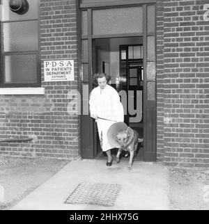 PDSA Hospital Ilford 19th marzo 1954A assistente veterinario conduce uno dei pazienti presso il People's Dispensary for Sick Animals Hospital, a llford (Essex). Foto Stock