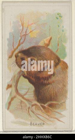 Beaver, della serie Wild Animals of the World (N25) per sigarette Allen & Ginter 1888 Allen & Ginter American Trade cards della serie 'Wild Animals of the World' (N25), pubblicata nel 1888 in un set di 50 carte per promuovere sigarette a marchio Allen & Ginter. Beaver, della serie Wild Animals of the World (N25) per sigarette Allen & Ginter 409836 Foto Stock