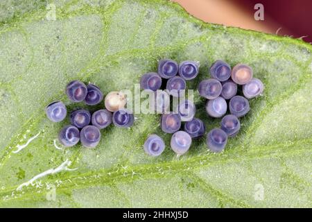 Stink aka Shield bug uova sulla foglia di patate. Cluster rigato. Foto Stock