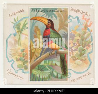 The Banded aracari Toucan, from Birds of the Tropics series (N38) for Allen & Ginter Cigarettes 1889 rilasciato da Allen & Ginter American Trade cards della serie 'Birds of the Tropics' (N38), rilasciato nel 1889 in un set di 50 carte per promuovere sigarette a marchio Allen & Ginter. Questa serie è una versione fisicamente più grande del set 'Birds of the Tropics' (N5), compreso il corrispondente piccolo disegno della scheda con l'altra materia pittorica aggiunto. Il Toucan aracari a bande, dalla serie Birds of the Tropics (N38) per sigarette Allen & Ginter 420719 Foto Stock