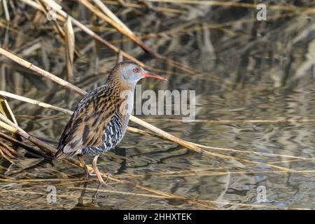 La ferrovia acquatica (Rallus aquaticus) è un uccello della famiglia degli Psittaceae. E' un uccello d'allevamento e d'estate in tutta l'Europa Centrale e qualche volta Foto Stock