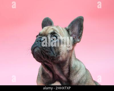 Divertente piccolo cucciolo francese di bulldog su sfondo rosa Foto Stock