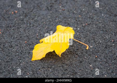 Foglia gialla su asfalto bagnato. Autunno in arrivo. Foto Stock