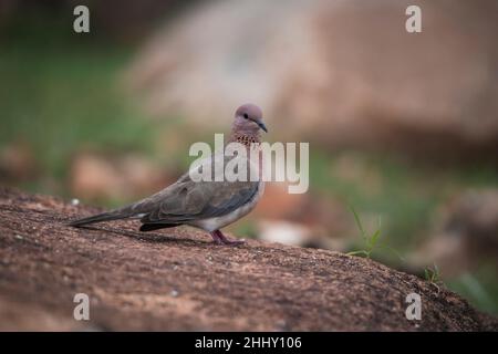 Ride dove, Spilopelia senegalensis, Karnataka, India Foto Stock