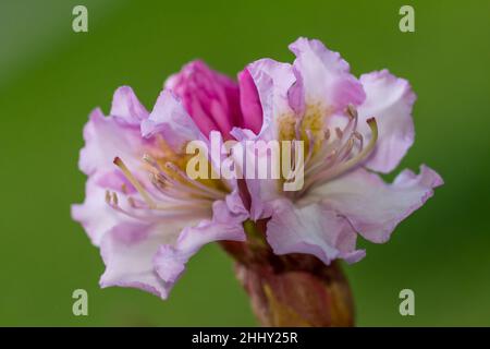 rhododendron fiori su sfondo verde Foto Stock