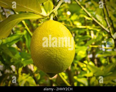 Limone sull'albero Foto Stock