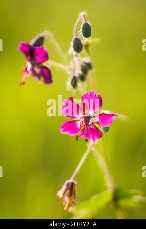 Dianthus certhusianorum, fiore rosa certosino in macro vista su sfondo sfocato. Foto Stock