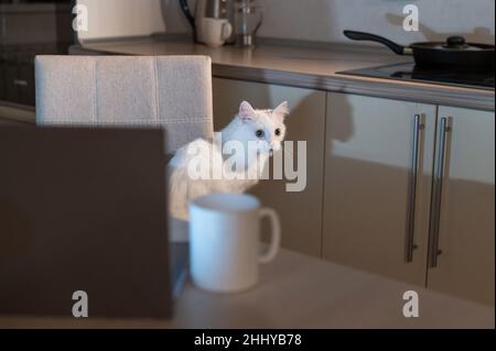 Bianco gatto soffice guarda il monitor di un personal computer di notte. Un gattino sta guardando un video sullo schermo di un portatile al buio. Luogo di lavoro in Foto Stock