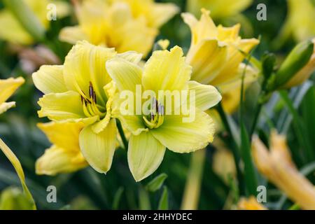 Hemerocallis "Flutter verde". Daylily fiore nel giardino. Foto Stock