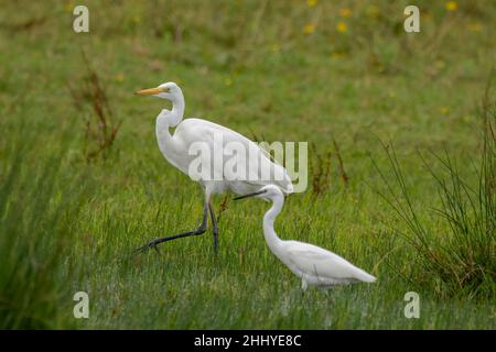 oiseaux , Cheval Henson, bestiame delle Highland, Saint Firmin les Crotoy, Aigrette garzette, Grande aigrette, Spatule, Cygne Foto Stock