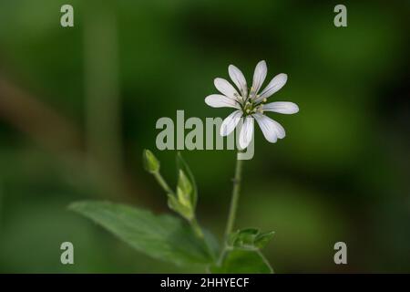 VALLDAL, NORVEGIA - 2020 GIUGNO 03. Fuoco selettivo di stewort comune. Stellaria Graminea testa a fiore con petali bianchi e stamens gialli. Foto Stock