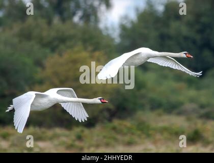 Cygnes à Saint Firmin les Crotoy, baie de Somme Foto Stock