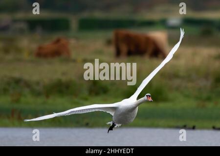 Cygnes à Saint Firmin les Crotoy, baie de Somme Foto Stock
