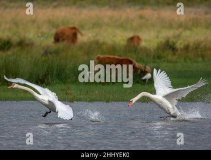 Cygnes à Saint Firmin les Crotoy, baie de Somme Foto Stock